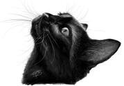 Katt
